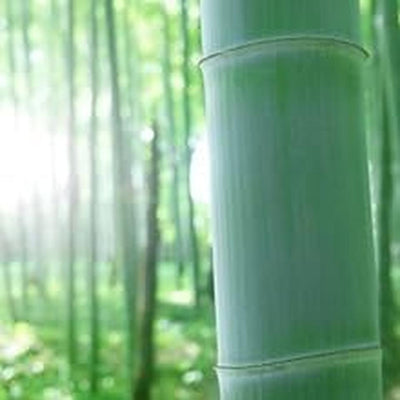 Japanese Wooden Bento Box Natural Bamboo 500ml Red